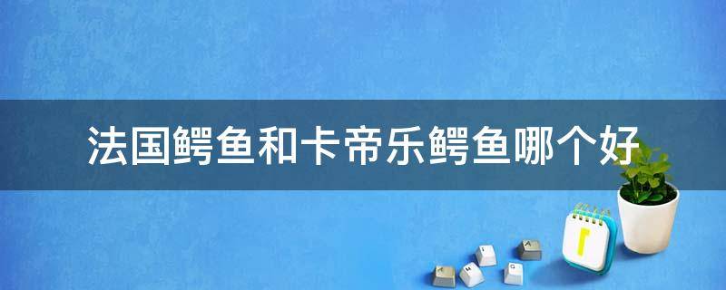 法国鳄鱼和卡帝乐鳄鱼哪个好 法国