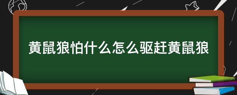 黄鼠狼怕什么怎么驱赶黄鼠狼 黄鼠