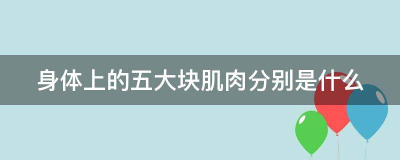 身体上的五大块肌肉分别是什么 身