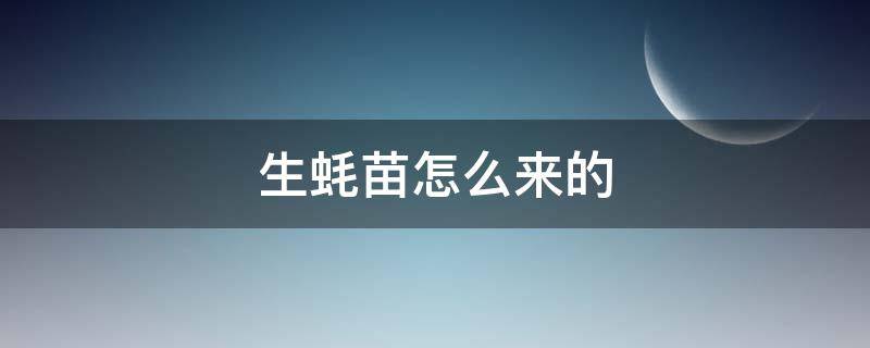 生蚝苗怎么来的 生蚝苗长什么样