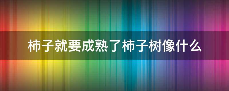 柿子就要成熟了柿子树像什么 柿子