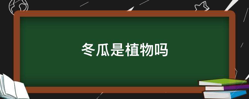 冬瓜是植物吗 冬瓜是植物吗还是蔬