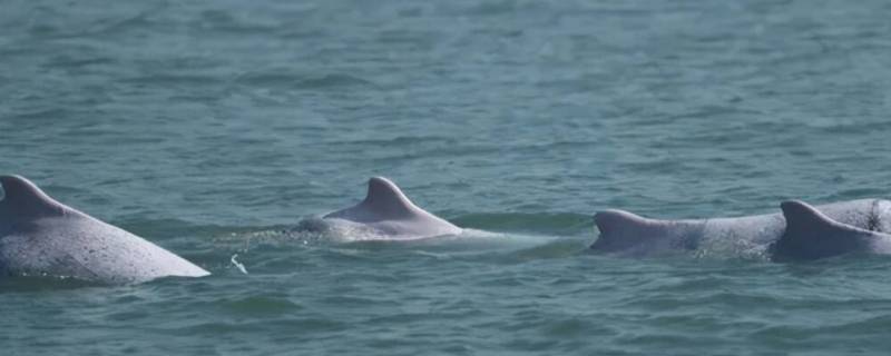 海豚之间交流方式 海豚之间是如何