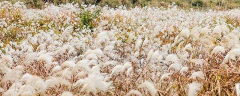 芦花的寓意是什么意思（芦花意象含义